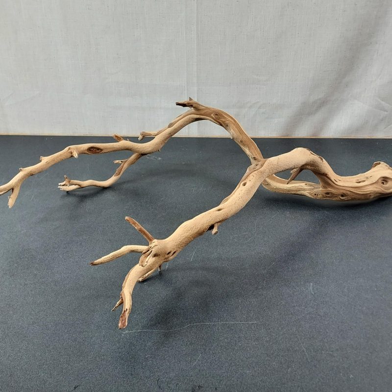 Driftwood Branch